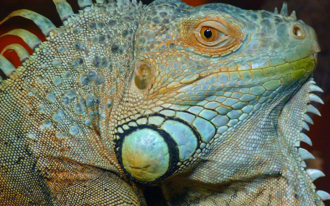 Can our lizard brain evolve?