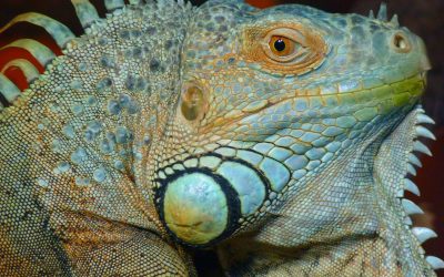 Can our lizard brain evolve?